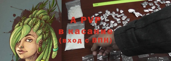 шишки Корсаков
