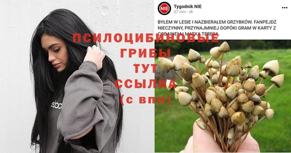 PSILOCYBIN Костерёво